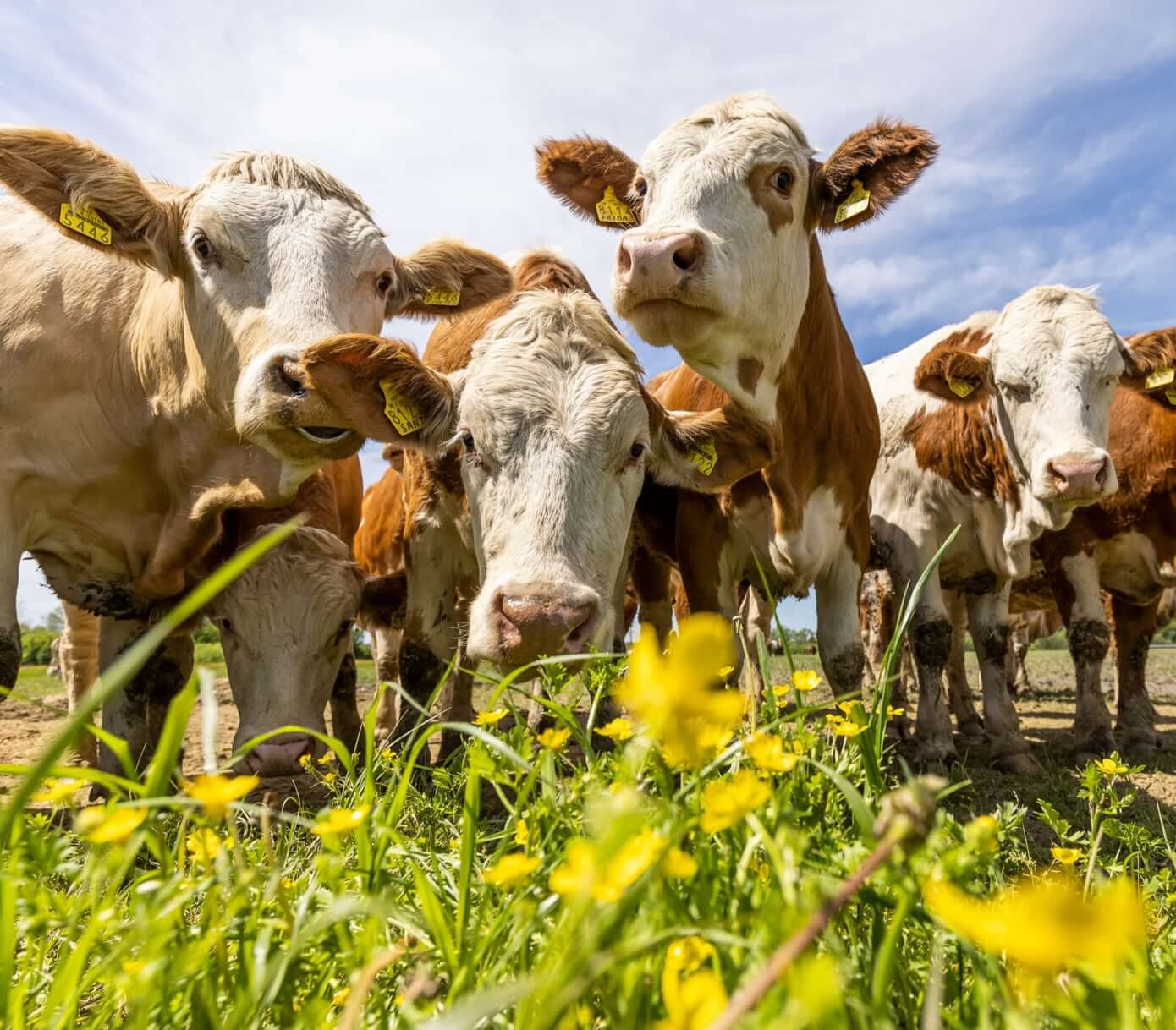 Dukat mlijeko ponosno nosi oznaku Mlijeko hrvatskih farmi i Dokazana kvaliteta